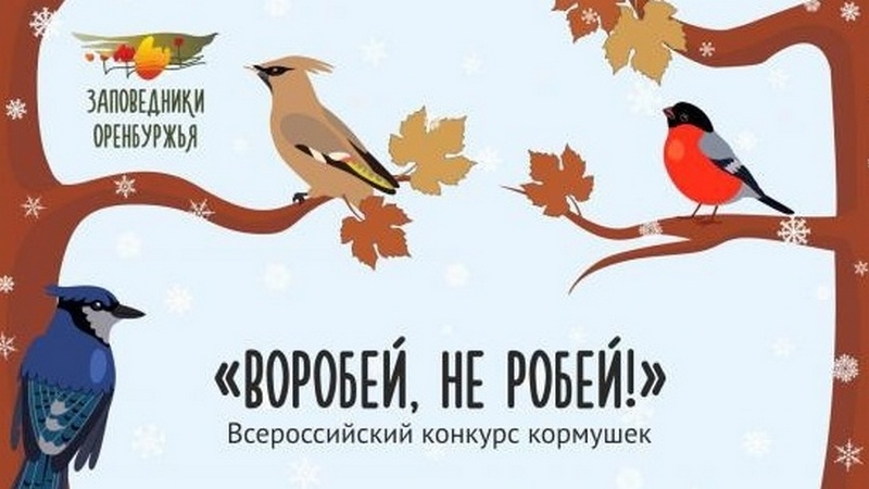 Котовчан приглашают принять участие во всероссийском конкурсе кормушек «Воробей, не робей».