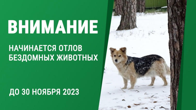 В Котовске начинаются работы по отлову бездомных животных.