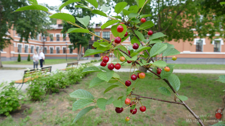На пришкольной территории детской школы искусств появились первые плоды молодого сада Памяти.