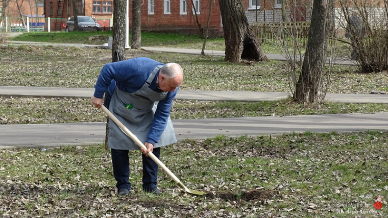 Руководство Котовска предлагает жителям сажать сосны.