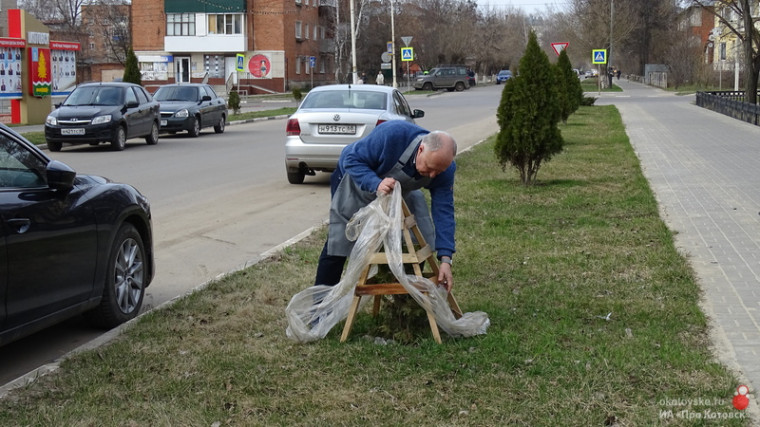 Руководство Котовска предлагает жителям сажать сосны.